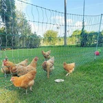 पुलवेल फाइबरग्लास पोल्ट्री बाड़ पोस्ट: अपने झुंड को टिकाऊ, कम रखरखाव वाली बाड़ से सुरक्षित करें